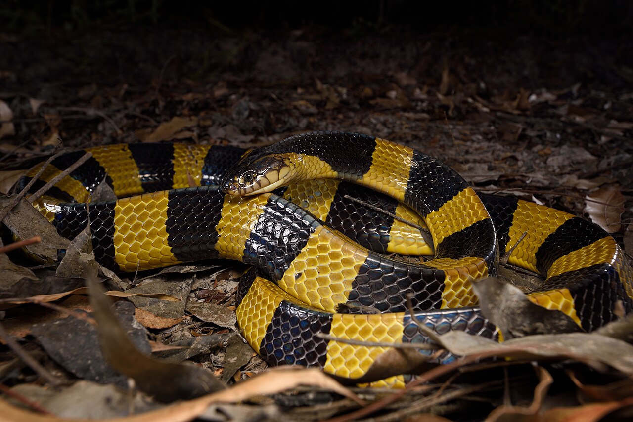 Krait bandeado (Bungarus fasciatus)