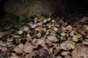 Krait bandeado