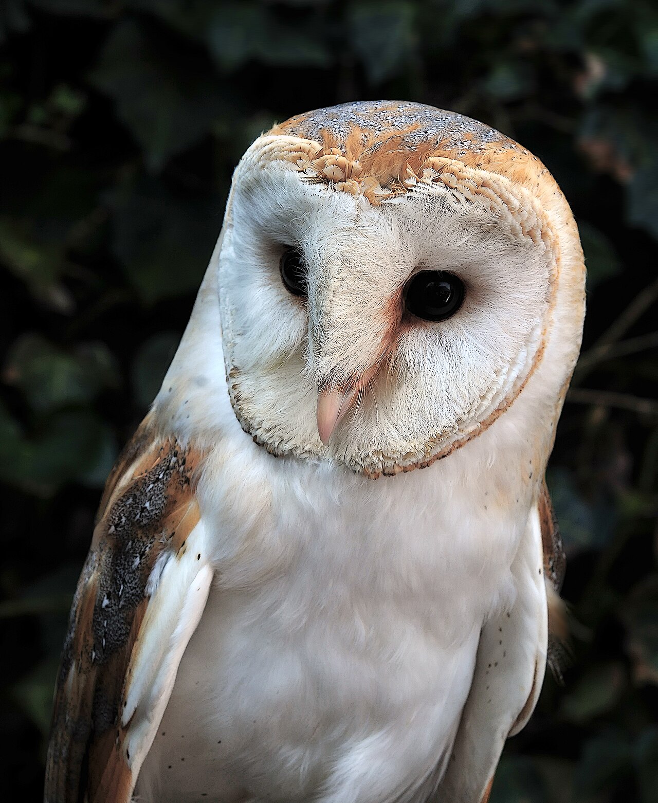 Lechuza común (Tyto alba)