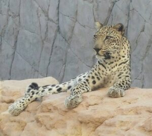 Leopardo