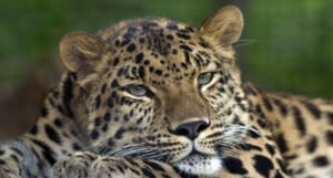 Leopardo del Amur