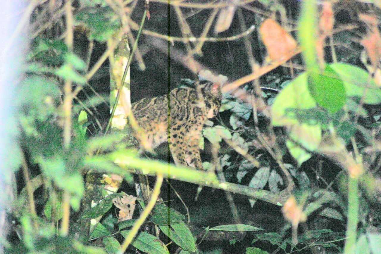 Leopardo nublado de Borneo (Neofelis diardi borneensis)