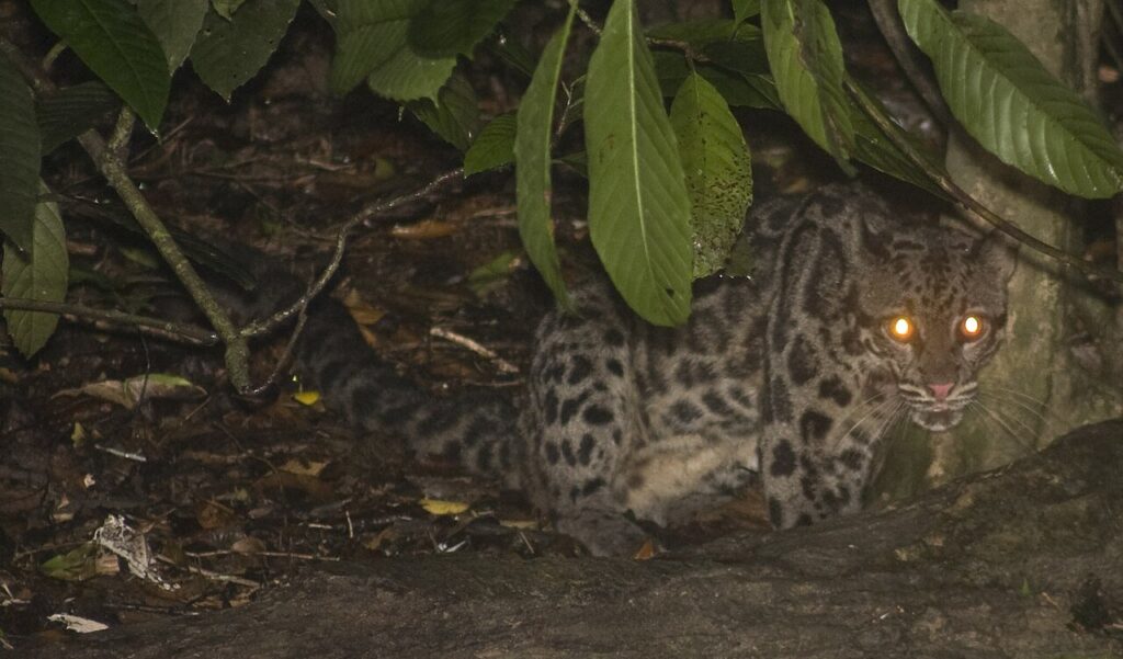 Leopardo nublado de Borneo