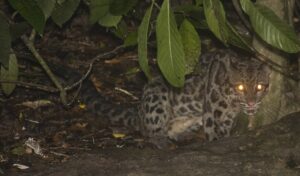 Leopardo nublado de Borneo: el felino más esquivo de la isla