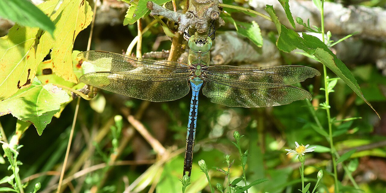 Libélula (Anax junius)