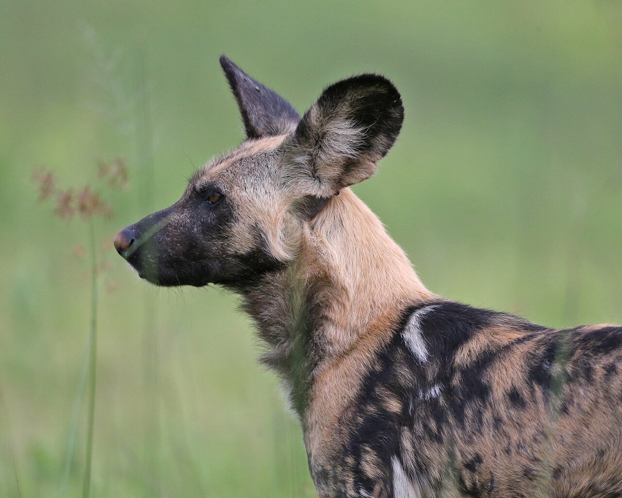 Licaón (Lycaon pictus)