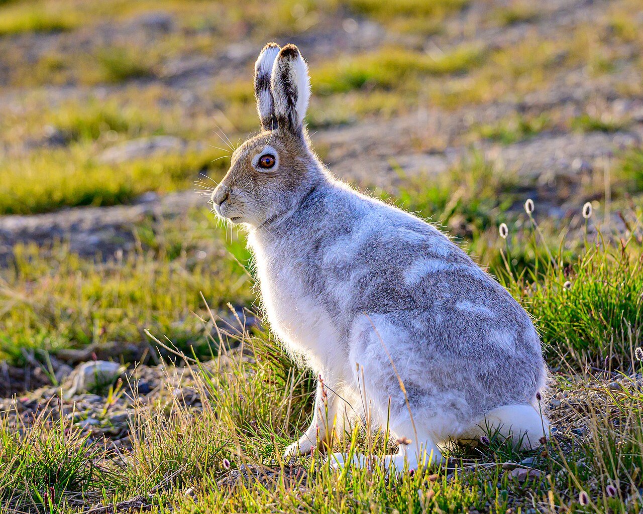 Liebre ártica (Lepus arcticus)