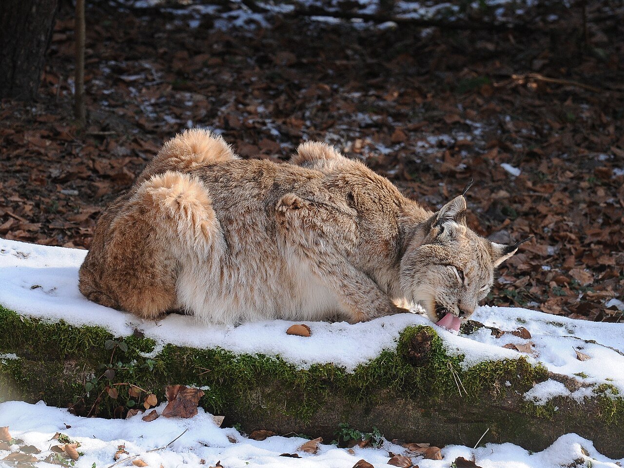 Lince euroasiático (Lynx lynx)