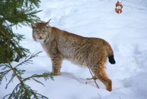 Lince euroasiático