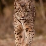 Lince ibérico