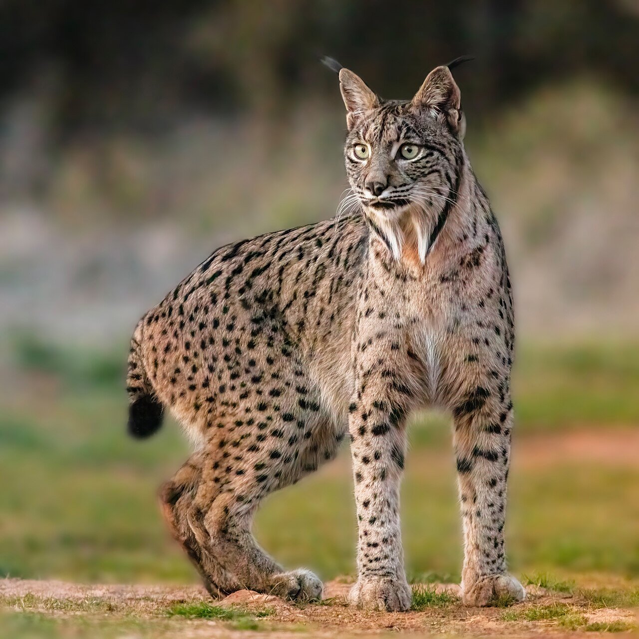 Lince ibérico (Lynx pardinus)
