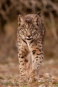 Lince ibérico: el felino más amenazado de Europa