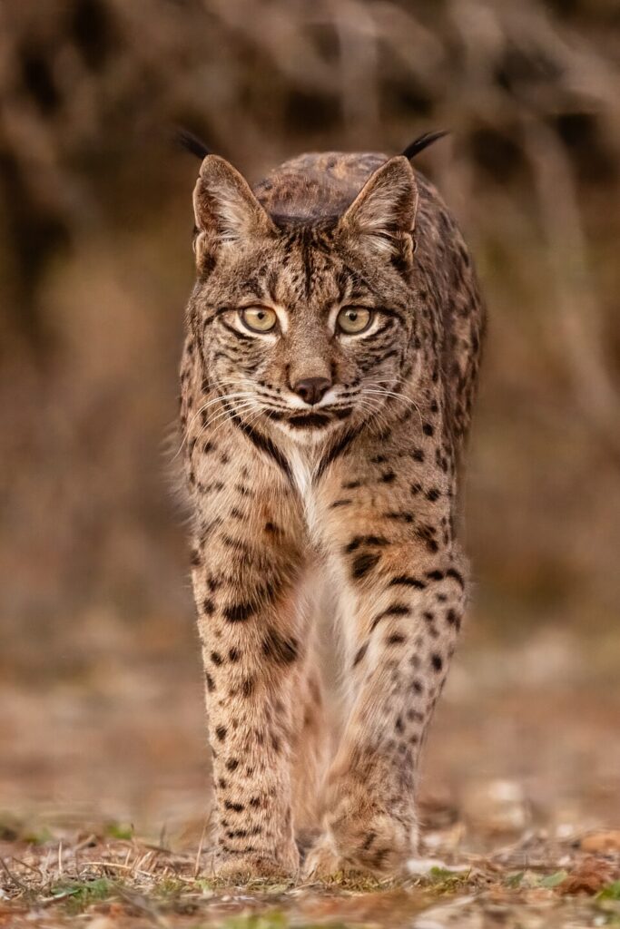 Lince ibérico en su hábitat natural entre matorrales