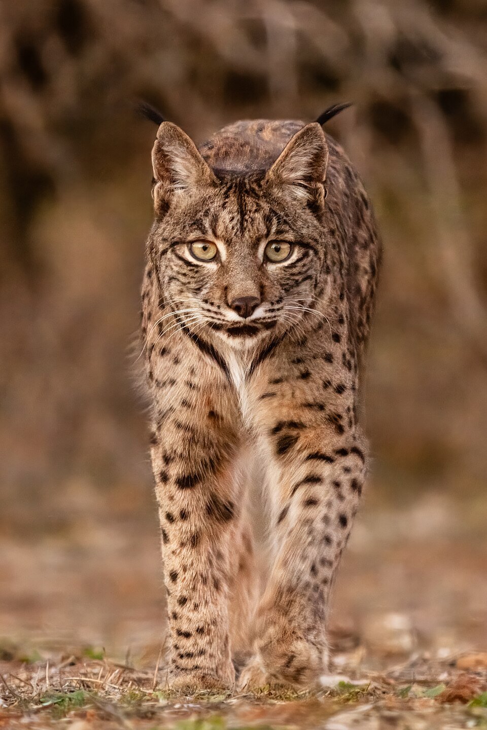 Lince ibérico
