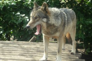 Lobo: características, hábitat y curiosidades del ancestro del perro doméstico