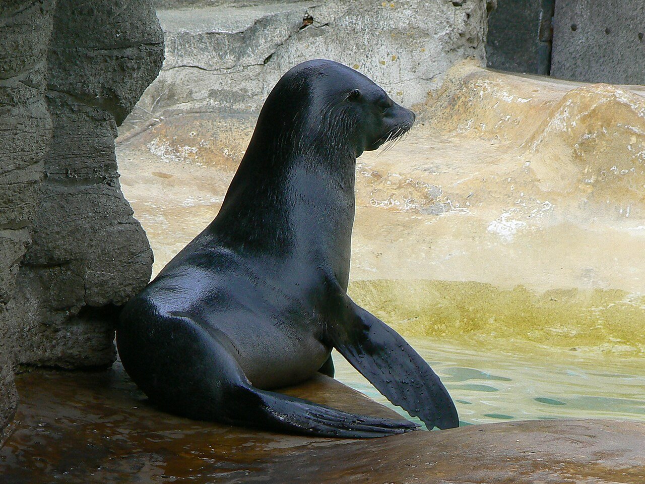 Lobo fino del sur (Arctocephalus australis)