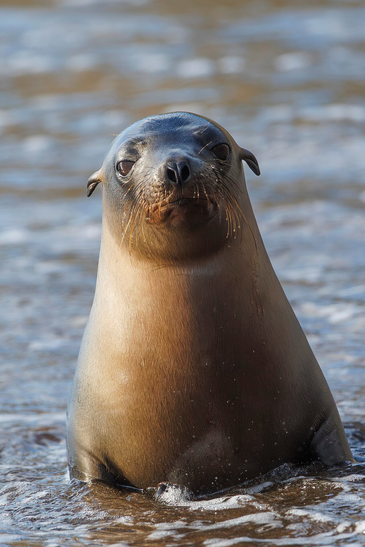 Lobo marino de Galápagos (Zalophus wollebaeki)