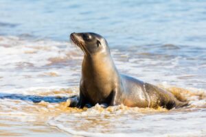 Lobo marino de Galápagos: el rey despreocupado de las islas