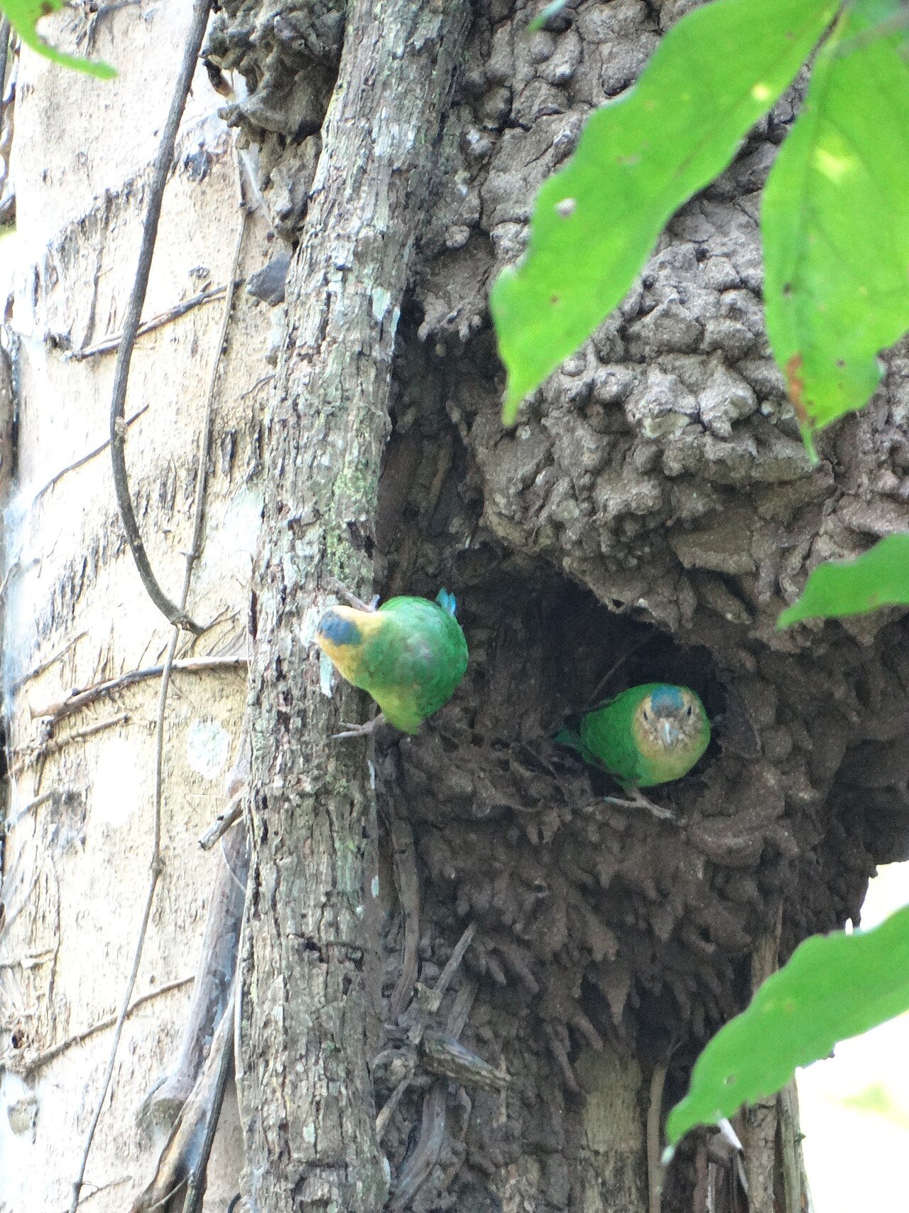 Loro (Micropsitta pusio)