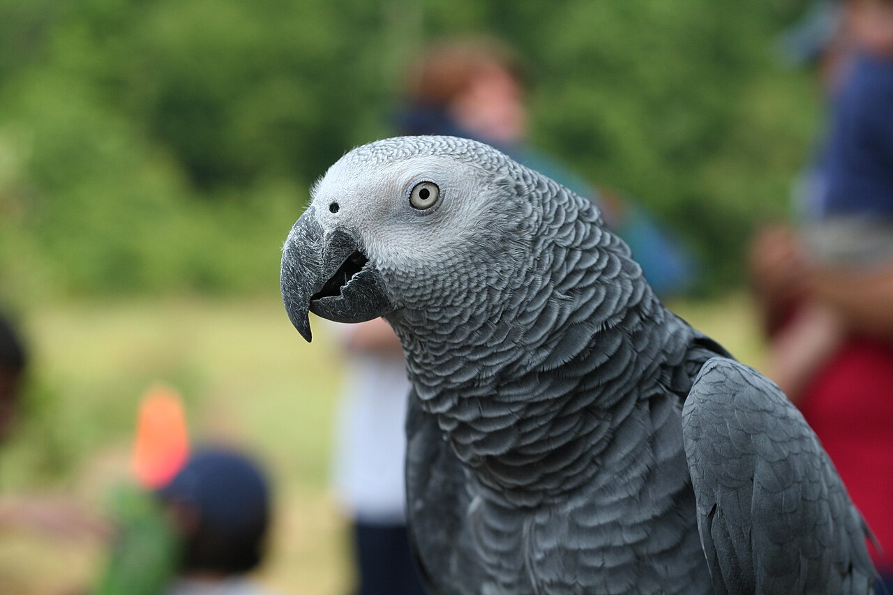 Loro gris africano (Psittacus erithacus)