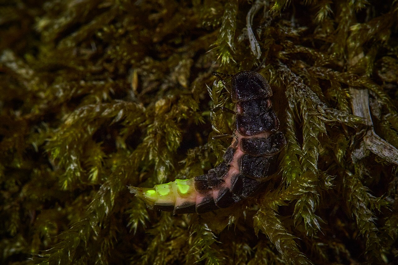 Luciérnaga (Lampyris noctiluca)