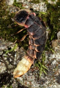Luciérnaga: el insecto que produce luz fría para encontrar pareja
