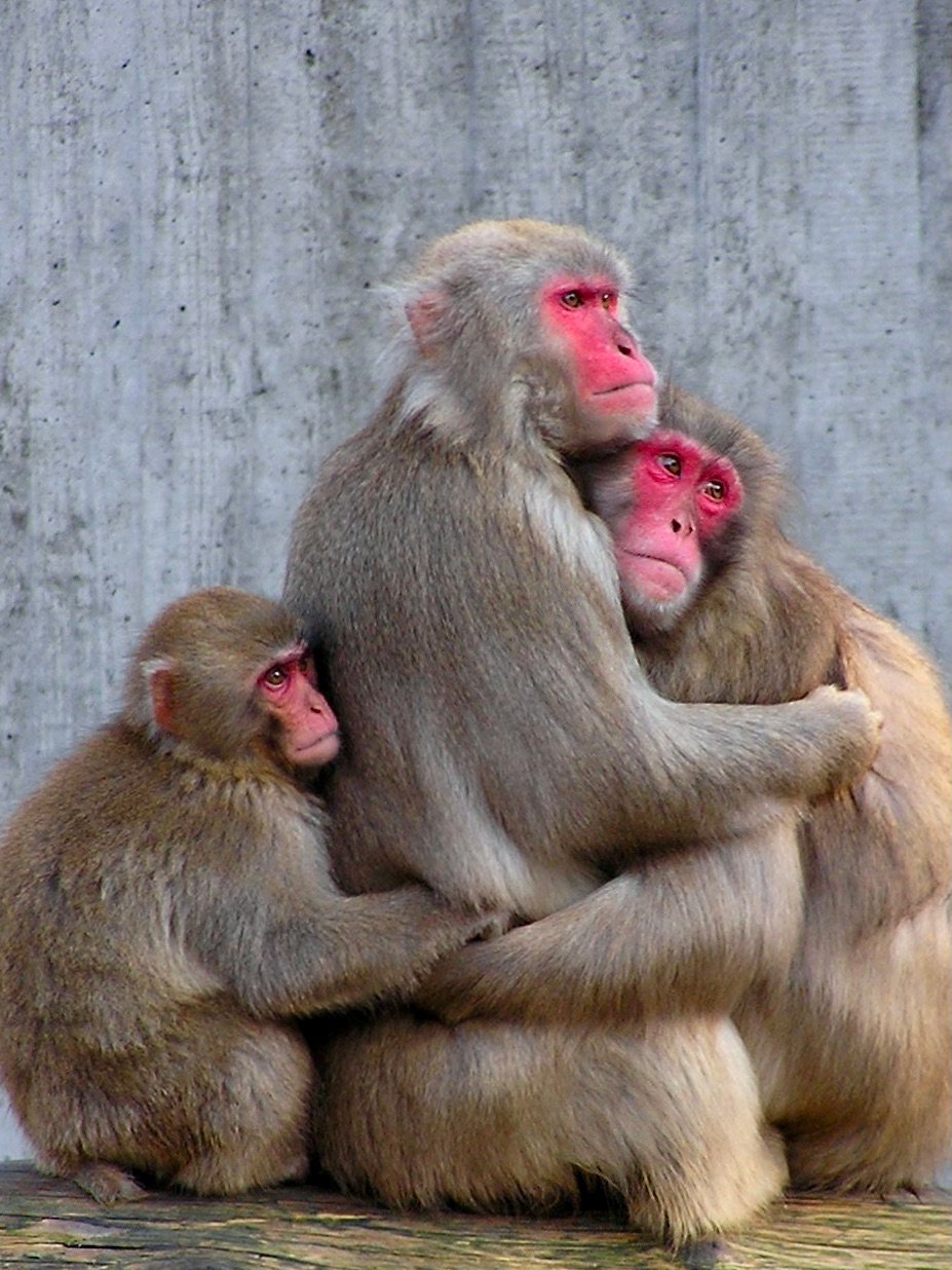 Macaco (Macaca fuscata)
