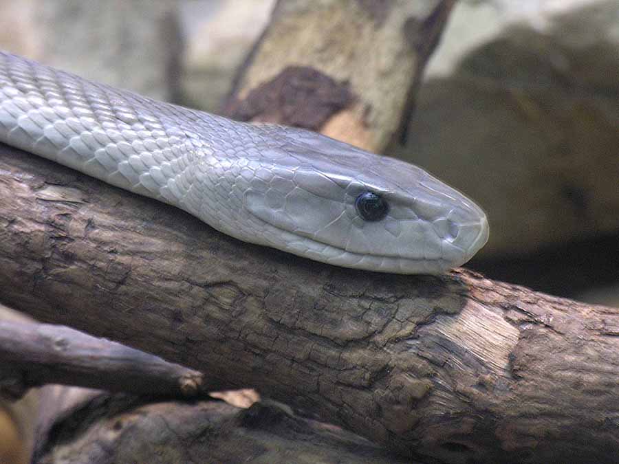 Mamba Negra (Dendroaspis polylepis)