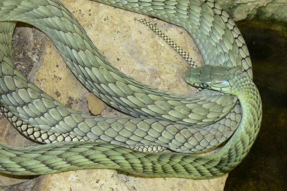 Mamba verde (Dendroaspis viridis)