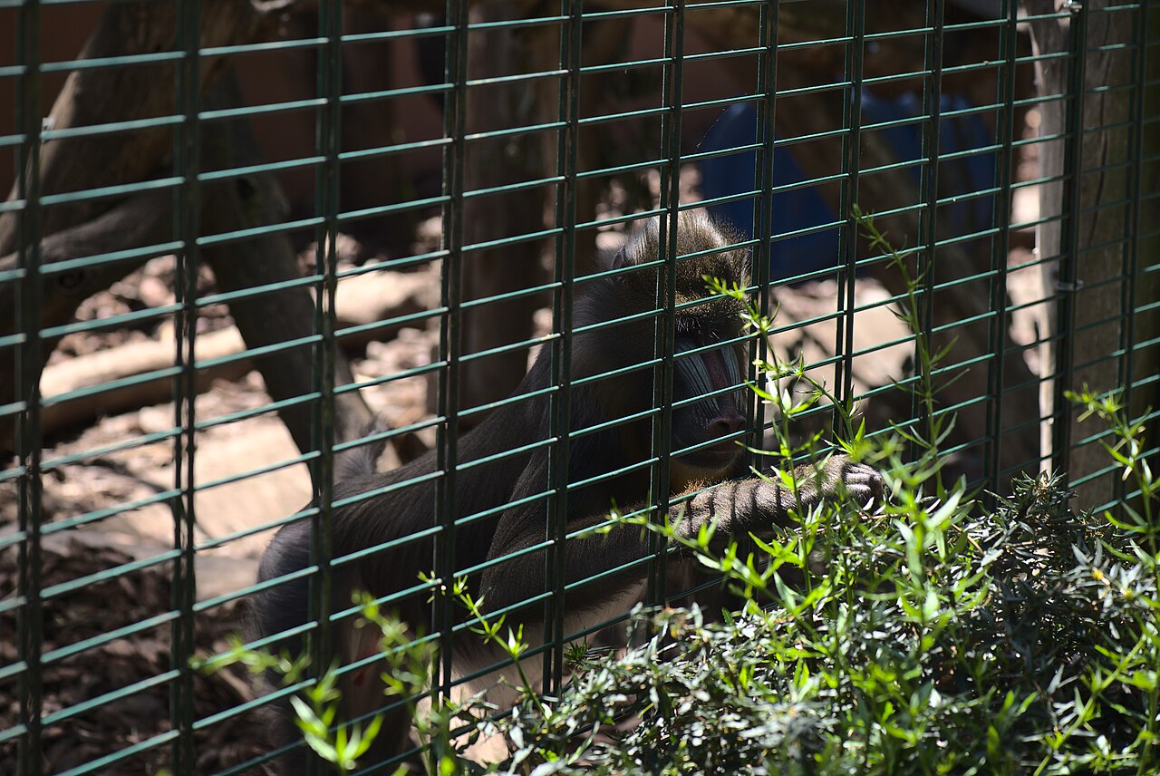 Mandril (Mandrillus sphinx)
