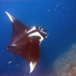 Manta raya gigante