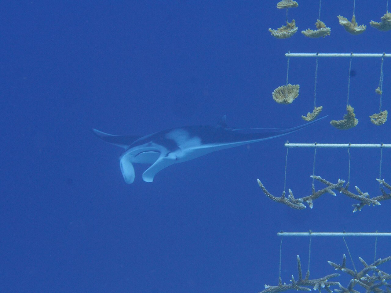 Manta raya gigante (Mobula birostris)