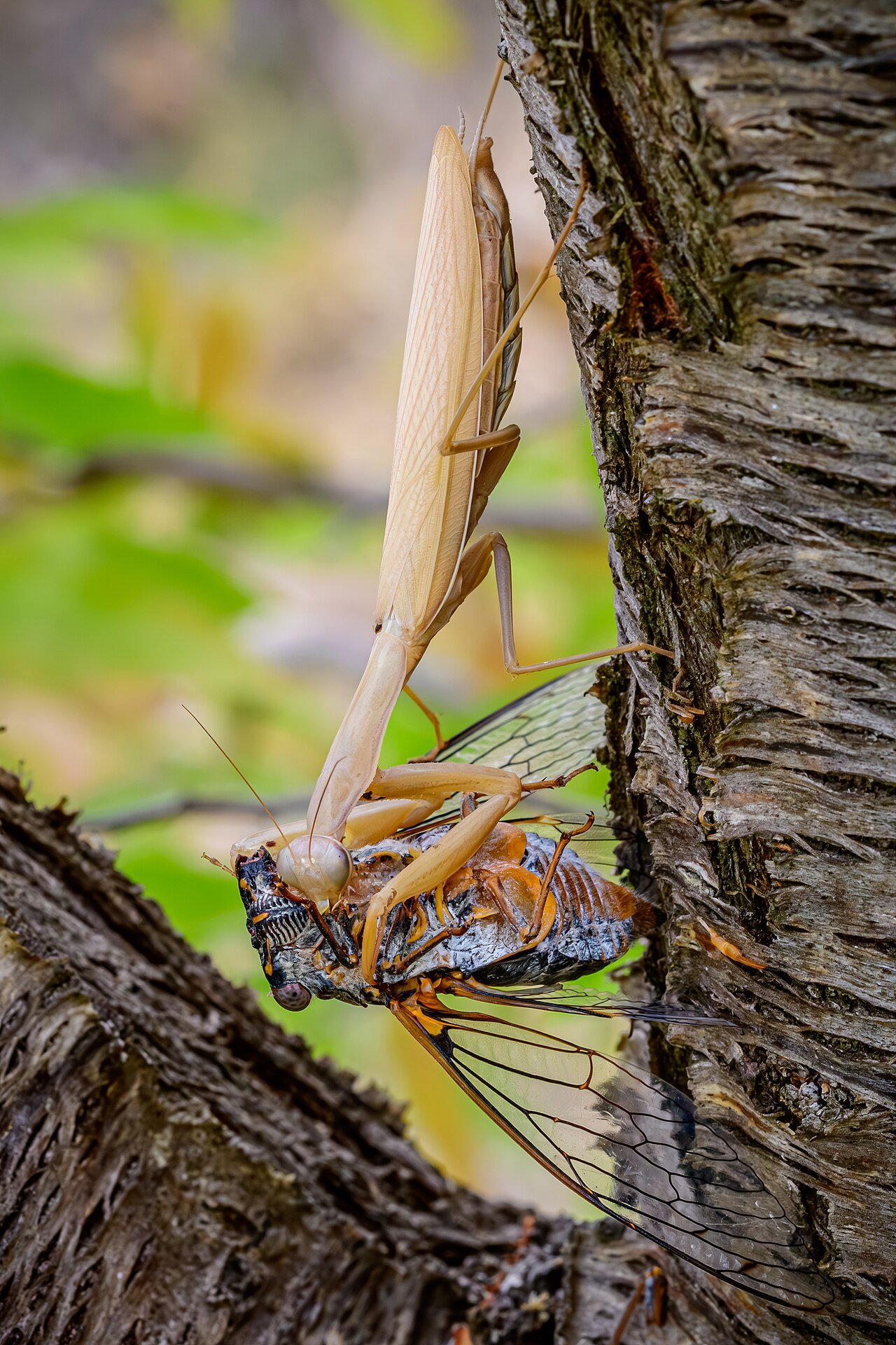 Mantis religiosa (Mantis religiosa)