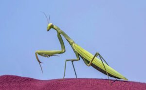 Mantis religiosa: la cazadora de insectos más rápida del mundo