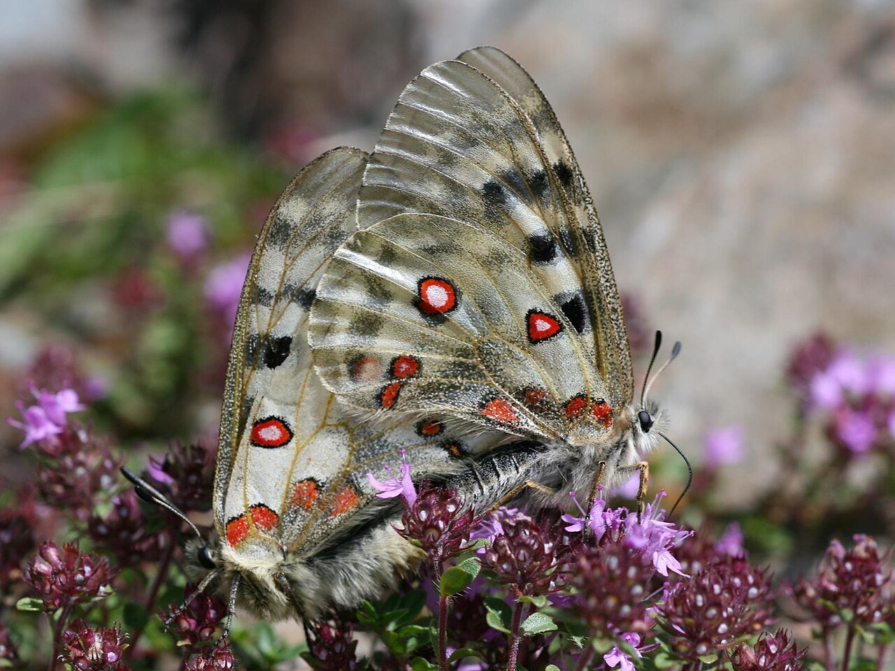 Mariposa apolo (Parnassius apollo)