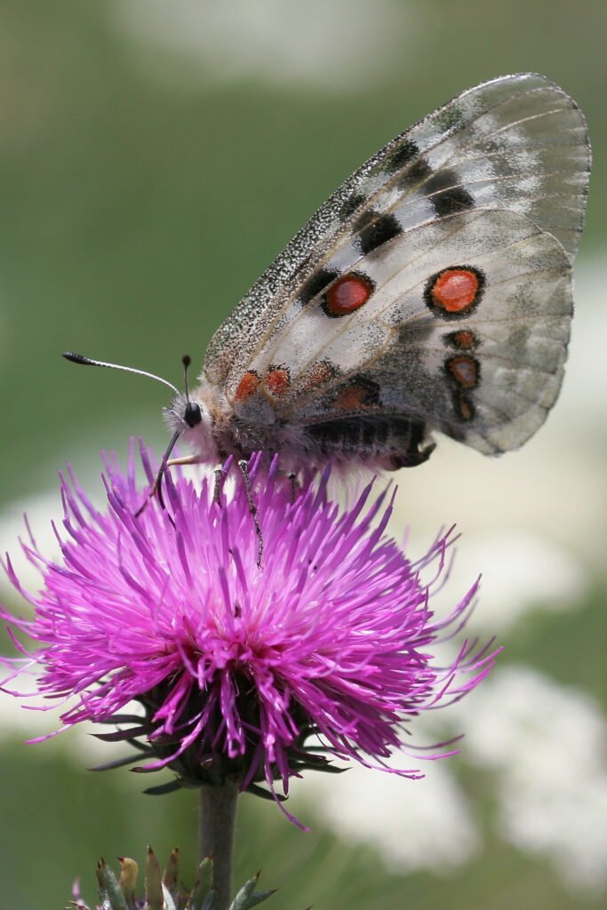 Mariposa apolo Parnassius apollo