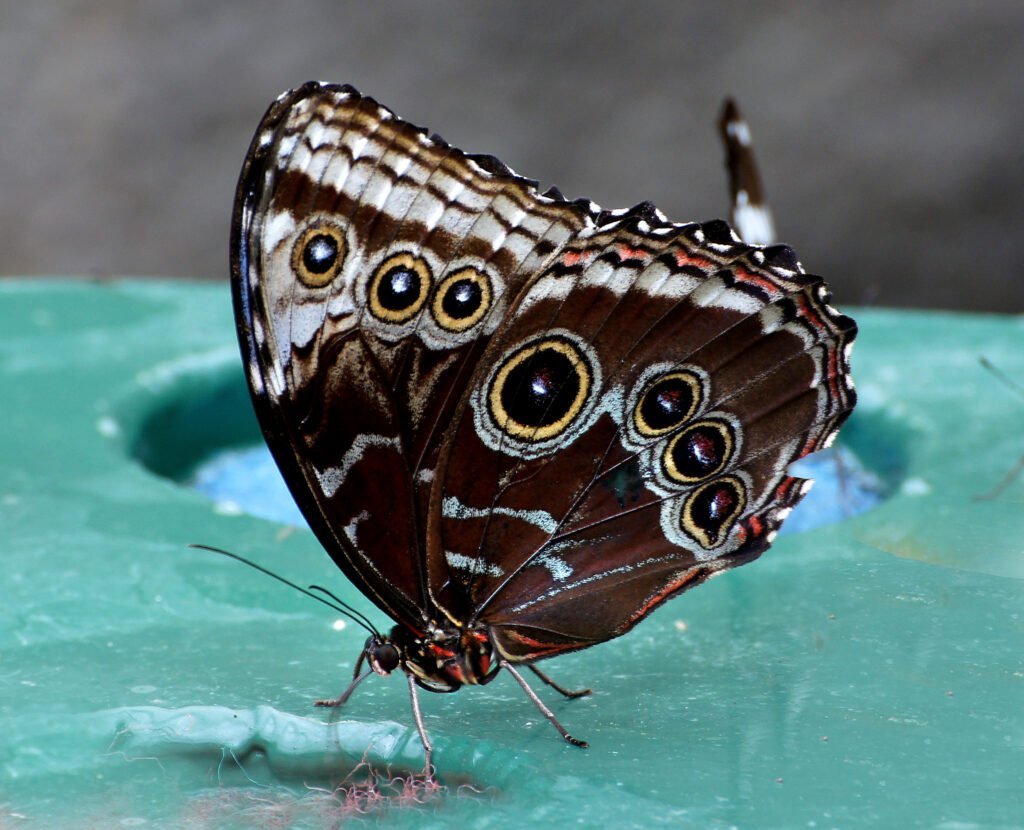 Mariposa búho Caligo memnon