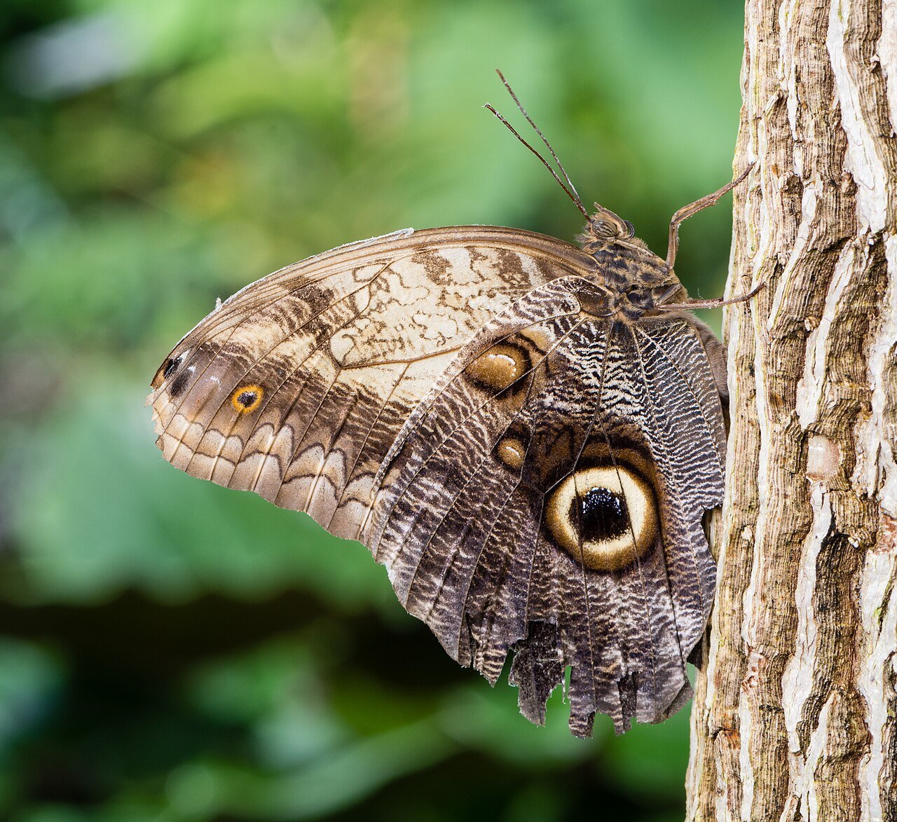 Mariposa búho (Caligo memnon)