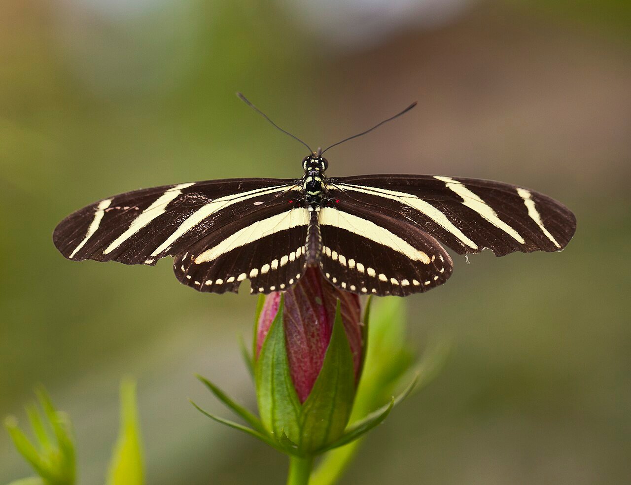 Mariposa cebra (Heliconius charithonia)