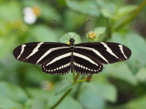 Mariposa cebra: características, hábitat y curiosidades