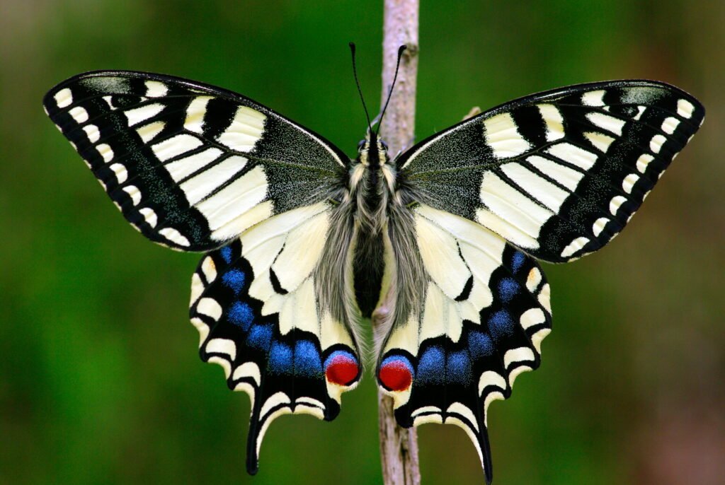 Mariposa cola de golondrina: la mariposa más grande de Europa