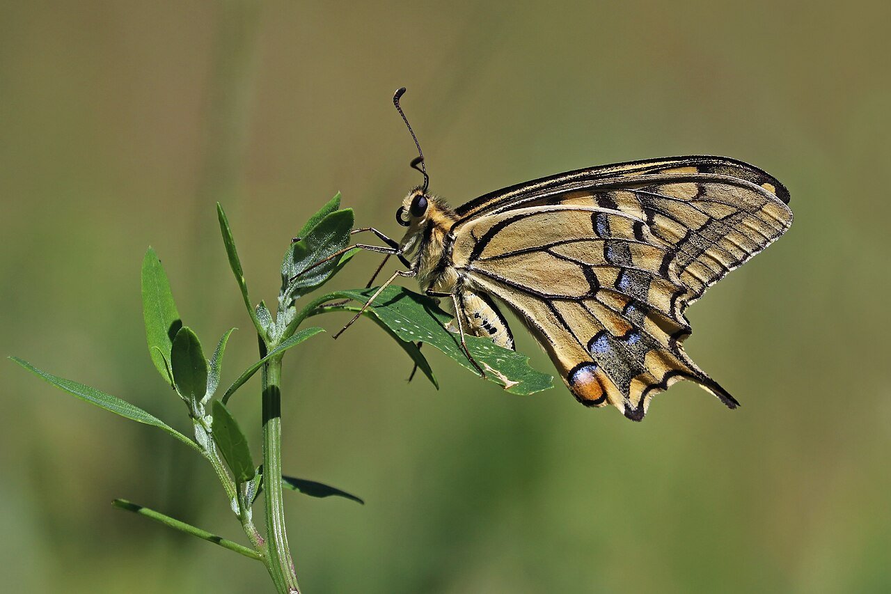 Mariposa cola de golondrina (Papilio machaon)