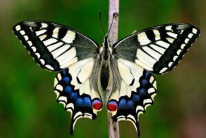Mariposa cola de golondrina: la mariposa más grande de Europa