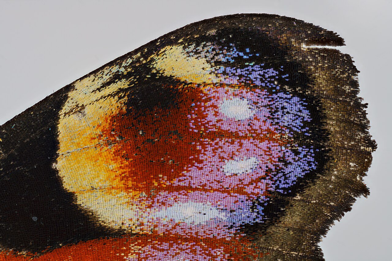 Mariposa pavo real (Aglais io)