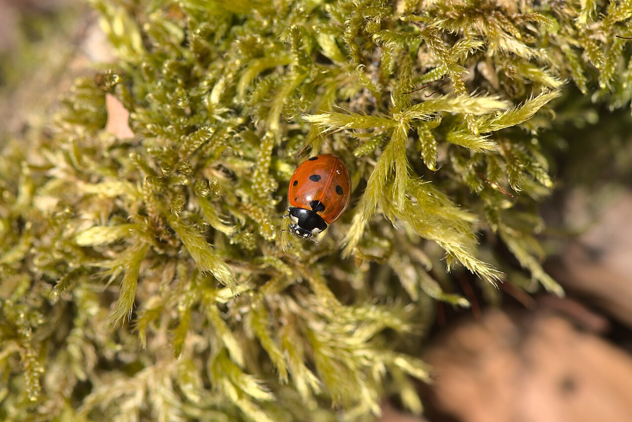 Mariquita (Coccinella septempunctata)