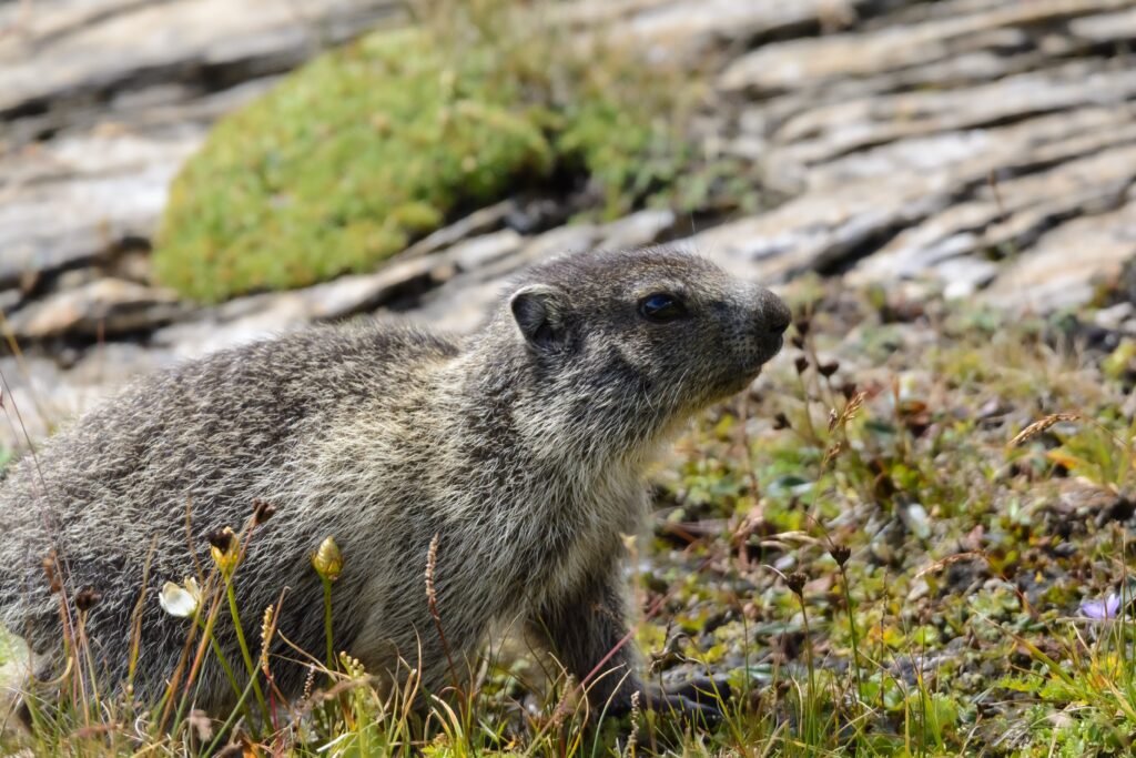 Marmota alpina Marmota marmota en los Alpes
