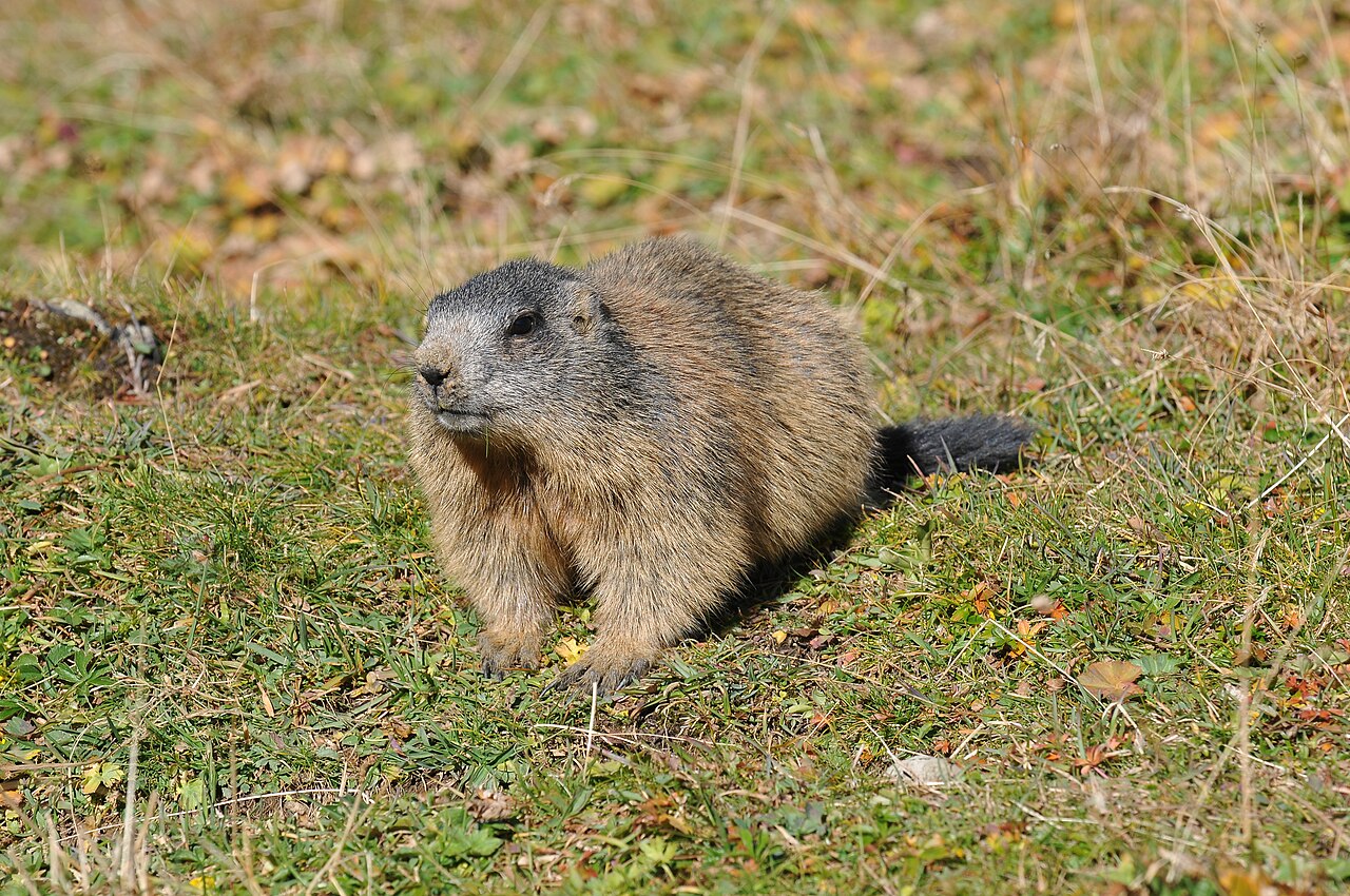 Marmota alpina (Marmota marmota)