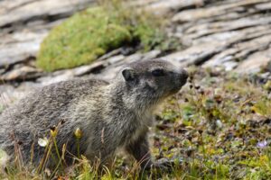 Marmota alpina: el roedor que hiberna hasta 9 meses al año