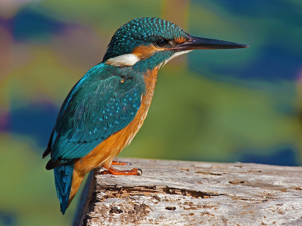 Martín pescador (Alcedo atthis)