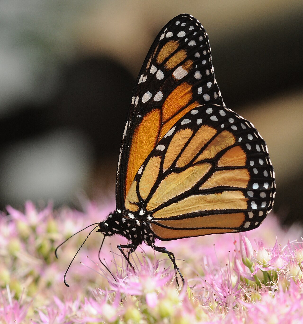 Mariposa monarca (Danaus plexippus)